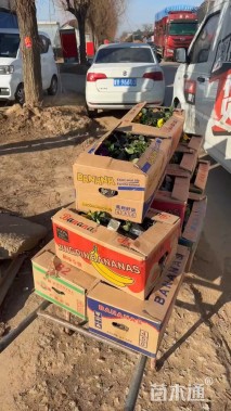 高度20厘米凤仙花