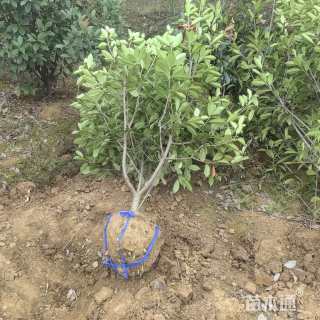 高度200厘米丛生红叶石楠