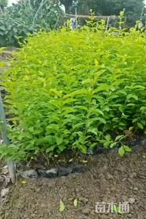 高度15厘米金禾女贞