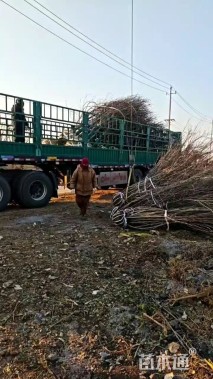 高度20厘米丛生紫荆