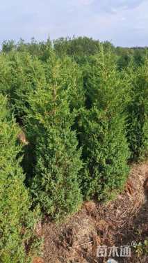 高度180厘米蜀桧