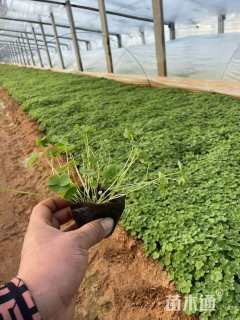 高度10厘米紫叶酢浆草