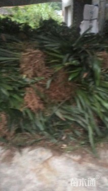 高度30厘米一叶兰