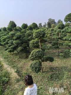 8公分造型小叶女贞