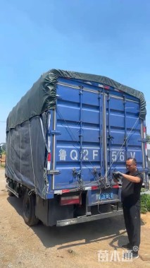 高度40厘米姜荷花