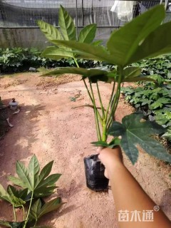 高度50厘米八角金盘