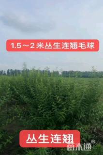 高度200厘米连翘