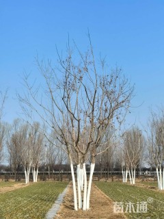 高度960厘米丛生元宝枫