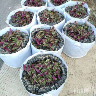 高度15厘米吊竹梅