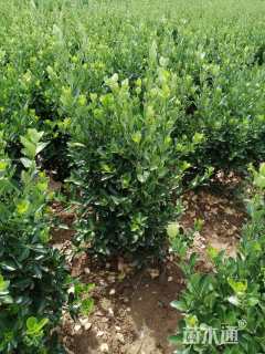 高度80厘米黄杨