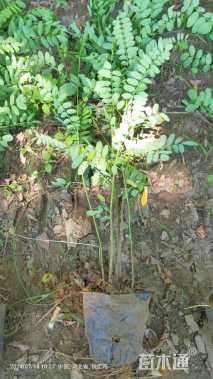 高度40厘米紫穗槐