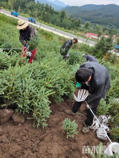 高度30厘米青海云杉