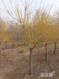 12公分金枝槐