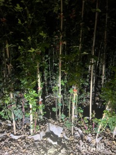 200厘米藤本月季