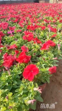 高度15厘米牵牛