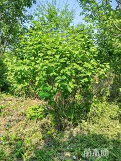 高度220厘米丛生紫丁香