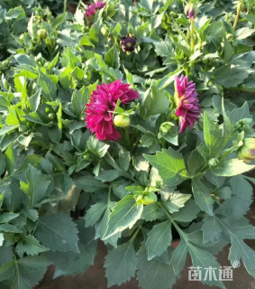 高度40厘米小丽花