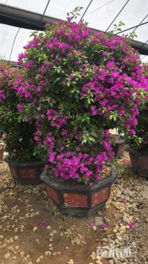 高度180厘米三角梅