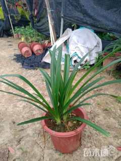 高度30厘米百子莲