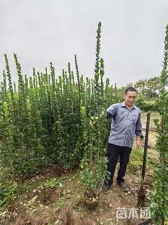 高度200厘米北海道黄杨