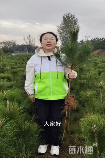 高度200厘米黑松