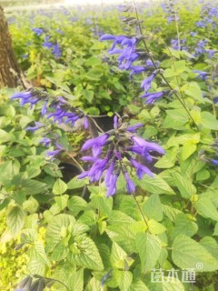 高度10厘米鼠尾草