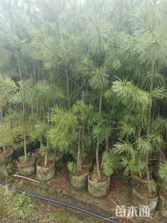 高度200厘米华山松