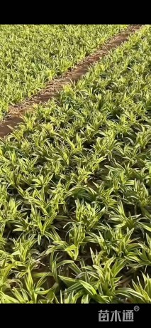 高度15厘米金边麦冬