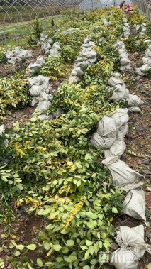 高度50厘米金森女贞