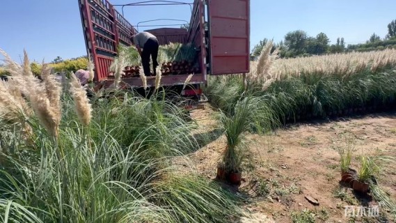 高度30厘米狼尾草