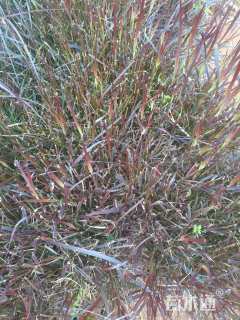 高度25厘米紫叶狼尾草