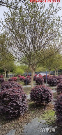 15公分紫薇