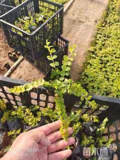 高度10厘米过路黄