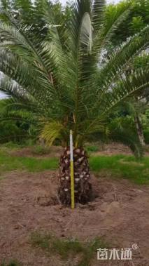 裸干高100厘米中东海枣