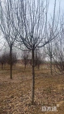 12公分绚丽海棠