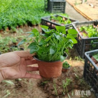 高度28厘米紫花地丁