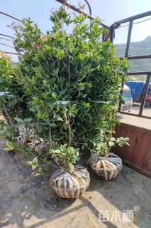 高度180厘米珍珠彩叶桂