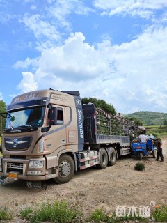 高度60厘米青海云杉