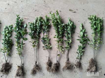 高度31厘米大叶黄杨