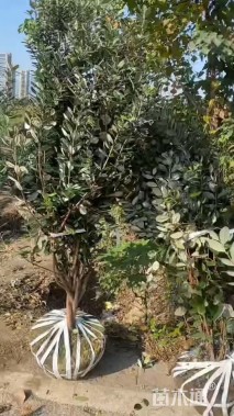 高度5厘米菲油果