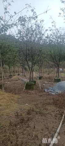 3公分福建山樱花