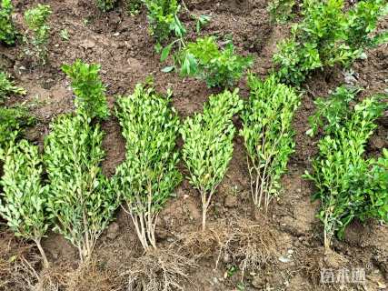 高度35厘米豆瓣黄杨