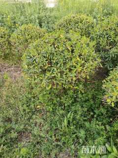 冠幅120厘米金叶女贞球