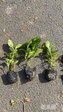 高度15厘米八仙花