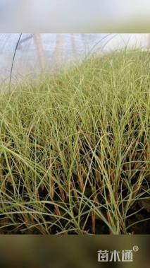 高度50厘米晨光芒