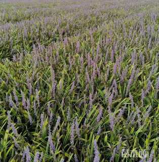 高度20厘米金边麦冬