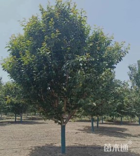 高度200厘米阳光樱