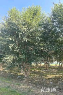 高度900厘米丛生河桦