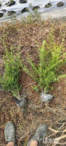 高度40厘米小叶女贞