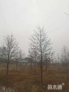 18公分北美枫香